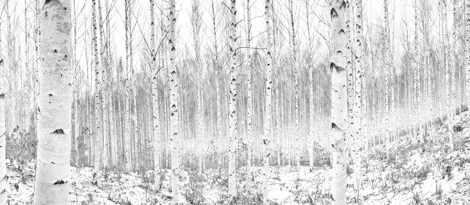 Birch forest, the origin of Autentica Fibra di Legno Beltrami
