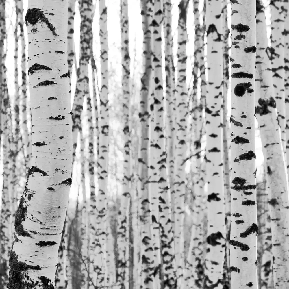 Birch forest in close detail