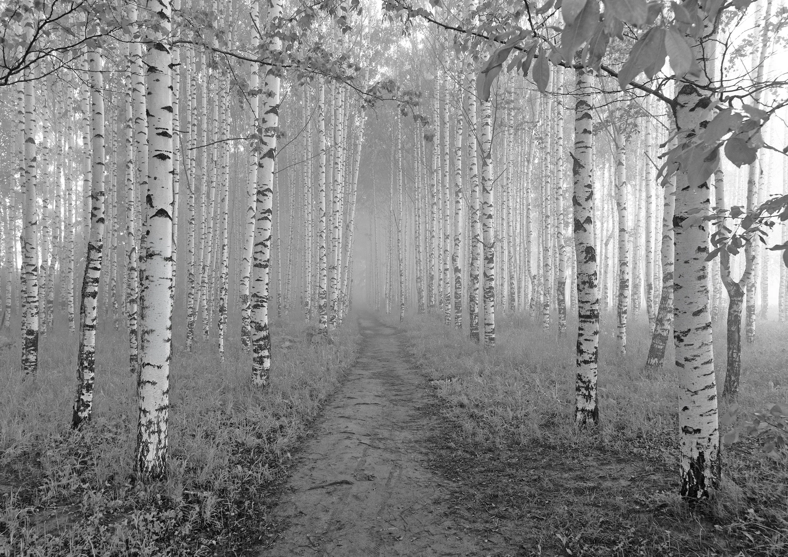 Birch forest, the material's natural origin